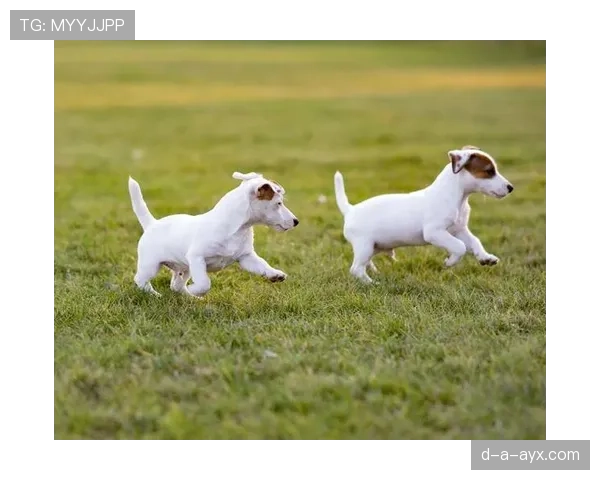 苏亚雷斯又开始了，谁能想到他私下居然这么会宠狗？